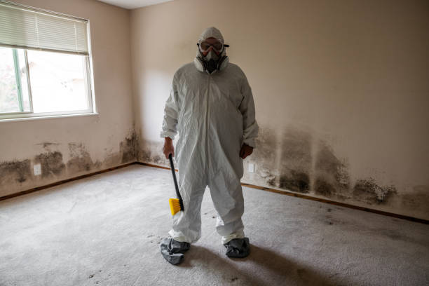 Best Basement Mold Removal  in Ozk, AR